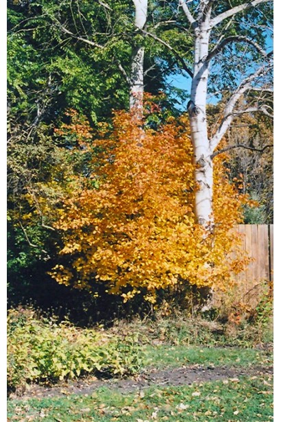 Amelanchier Honeywood посадка